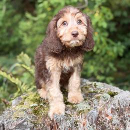 Emerson - Chocolate male Cavapoo puppy in Bellingham, Washington from My Sweet Poodles and Doodles