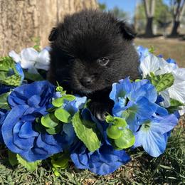 Pomeranian Puppies from Royal Paws Of Colorado