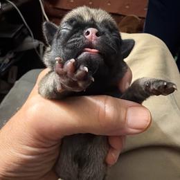 Hunter - Fawn female Pug puppy in Moorefield, West Virginia from Wratchford Farms