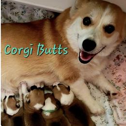 Pembroke Welsh Corgi puppies from California Corgi Butts
