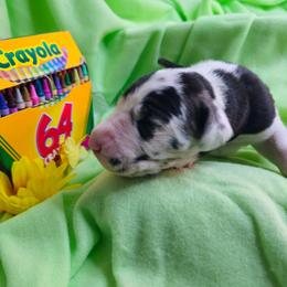 Charcoal - Harlequin male Great Dane puppy in Brookings, South Dakota from Debonair Danes