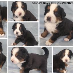 Spot 7 Males - Black rust and white male Bernese Mountain Dog puppy in Nicholson, Georgia from Bernese Mountain Dogs of Pony Trail Farm