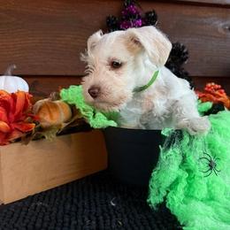 Bambi - White female Miniature Schnauzer puppy in Ferndale, Washington from Blackhorse Schnauzers Washington state