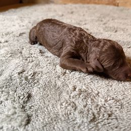 Mocha - Chocolate male Goldendoodle puppy in Macclenny, Florida from Baker County Goldendoodles