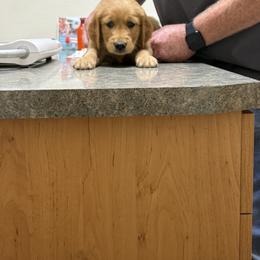 Golden Retriever Puppies from RuTess Goldens