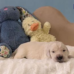 Golden Retriever Puppies from Mountain Sky Goldens   https://youtu.be/30SVQesEtig?si=CMjASv_Tza1VKSNt