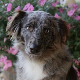 Riley - Australian Shepherd
