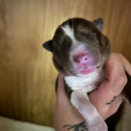 Copper girl - Red and white female Siberian Husky puppy in Wheeling, West Virginia from Powells Huskies