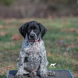 German Shorthaired Pointer and Vizsla Puppies from Nosam Kennels