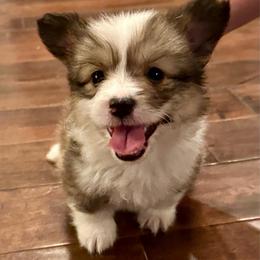Green Collar Boy Basil - Red male Pembroke Welsh Corgi puppy in Paris, Kentucky from Flat Run Corgis