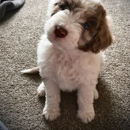 Aussiedoodle Puppies from Ford Canyon Aussidoodles