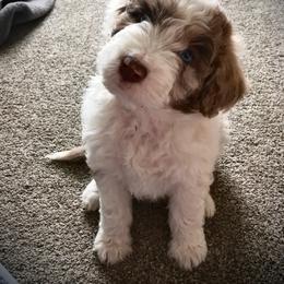 Aussiedoodle Puppies from Ford Canyon Aussidoodles