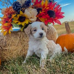 Fruit loops - Merle female Goldendoodle puppy in Point, Texas from Tiny Paws Goldendoodles