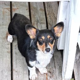 Willow - American Corgi