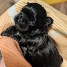 Black with white boy - Black and white male Shih Tzu puppy in Surry, Maine from McKayla Hairston