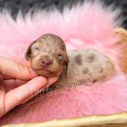 Noodles - Dapple male Dachshund puppy in Robesonia, Pennsylvania from Happily Ever After’s Puppies