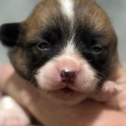 Fellow collar, girl - Red female Pembroke Welsh Corgi puppy in Hayes, Virginia from Gainesfield Labradors and Pembroke Welsh Corgis
