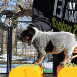 Sierra - Purple - Blue female Australian Cattle Dog puppy in Colbert, Oklahoma from LoveAHeeler