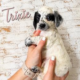 Trixie - Piebald female Dachshund puppy in Waco, Georgia from Huff Family Doxies & Doodles