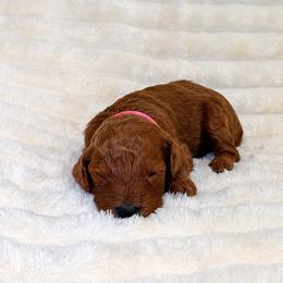 F1B Goldendoodle Summer - Red  female Goldendoodle puppy in Redding, California from Casa Delarosa Collective Poodles & Doodles