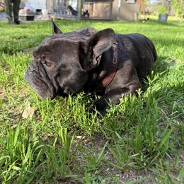 French Bulldog Puppies from Black Water Frenchies