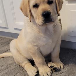 Labrador Retriever Puppies from Logan Acre Labradors