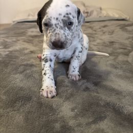 Piglet - White and liver brown female Dalmatian puppy in Fort Cavasos, Texas from Mainstreet Dalmation