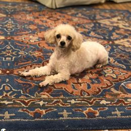 Dolly - Poodle