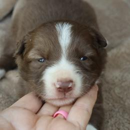 Purple Collar - Red female Border Collie puppy in Courtland, Alabama from C Bar C Ranch Border Collies