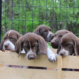 German Shorthaired Pointers from Erin Eustice's German Shorthaired Pointers