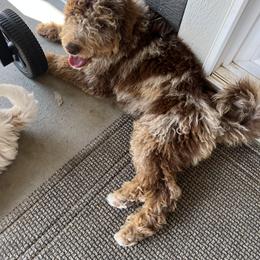 Bernedoodle Puppies from Over the Moon Poodles and Doodles
