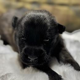 Liam - Black brindle male Dutch Shepherd puppy in Watertown, Connecticut from APACHEK9