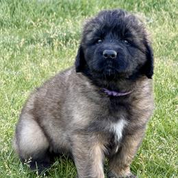 Rani - Sandy female Leonberger puppy in Saratoga Springs, Utah from Echo River