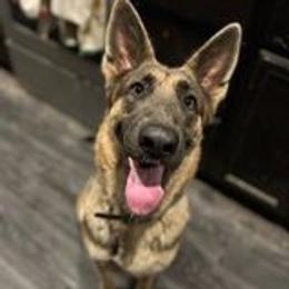 Meeko - German Shepherd