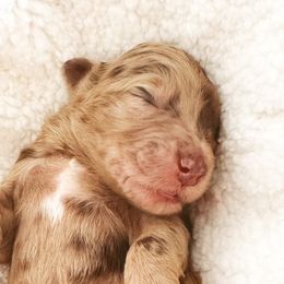 Bernedoodles and Goldendoodles from Desert Ridge Doodles