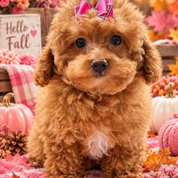 Lily - Apricot female Goldendoodle puppy in Cooper City, Florida from Jenny La Bone