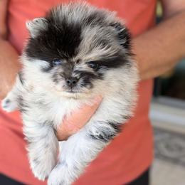 A - Black male Pomeranian puppy in Cocoa, Florida from Pom Coast Pomeranians