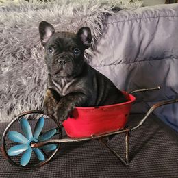 French Bulldog Puppies from Honey Hole Frenchies