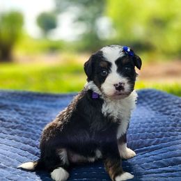 Reese - Tri-color female Bernedoodle puppy in Russell Springs, Kentucky from 270 Doodles