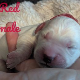 Golden Retriever Puppies from Heckmans English Cream Golden Retrievers