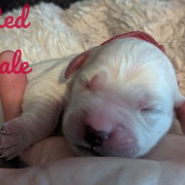 Golden Retriever Puppies from Heckmans English Cream Golden Retrievers