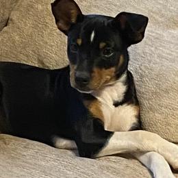 Akita and Rat Terriers from Majestic Valley Farms