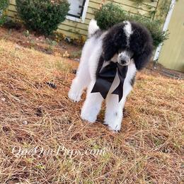 Poodle Puppies from QaeQaePups LLC
