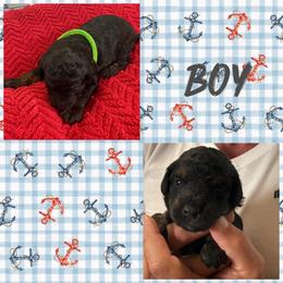 Boy 3 (limeade) - Black tri-color male Aussiedoodle puppy in Paradise, Texas from Diamond Z Poodles & Doodles
