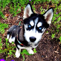 Koda - Siberian Husky