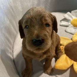 Cooper - Teal Collar - Apricot male Goldendoodle puppy in Brea, California from Dhalia’s Doodles