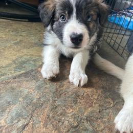 Wasabi - Brindle male Border Collie puppy in Franklin, Maine from Broad Meadow Borders