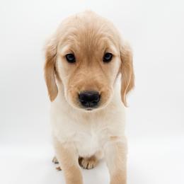Ruby - Golden female Golden Retriever puppy in Elmwood Park, Illinois from Goldens&MiniAussiesWithFinesse