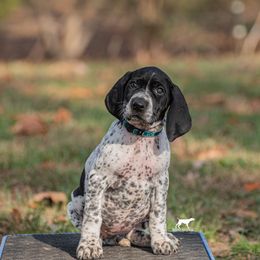 German Shorthaired Pointer and Vizsla Puppies from Nosam Kennels