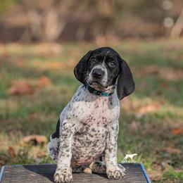 German Shorthaired Pointer and Vizsla Puppies from Nosam Kennels